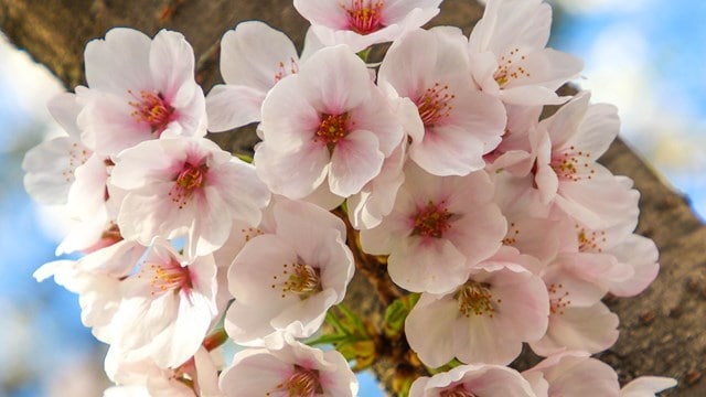 都立中高一貫校の受験相談に乗ります 実際のOBがご相談にお乗りします！ イメージ1