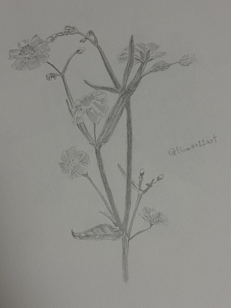 鉛筆でご依頼されたお花の絵を描きます 素人の模写作品です。本気で描かせていただきます。 イメージ10