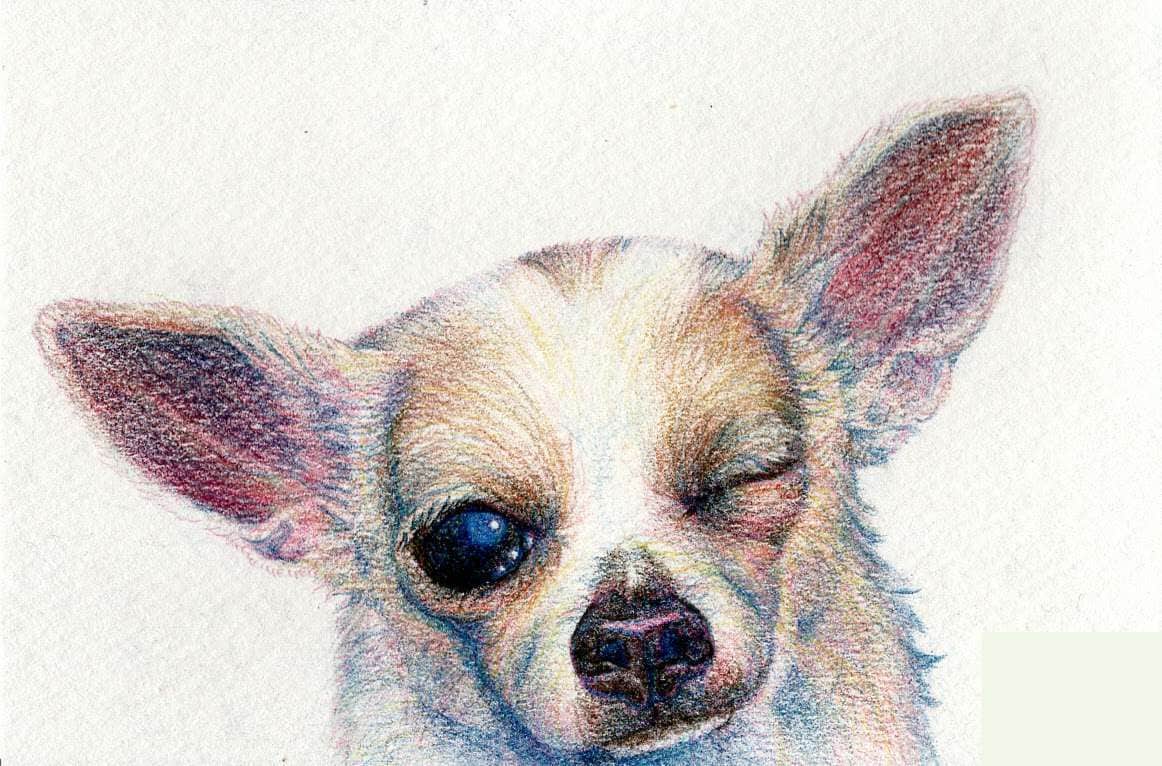 愛犬好きのあなたの為に色鉛筆画を描きます 愛犬をシュールにかわいい色鉛筆画します。 イメージ1