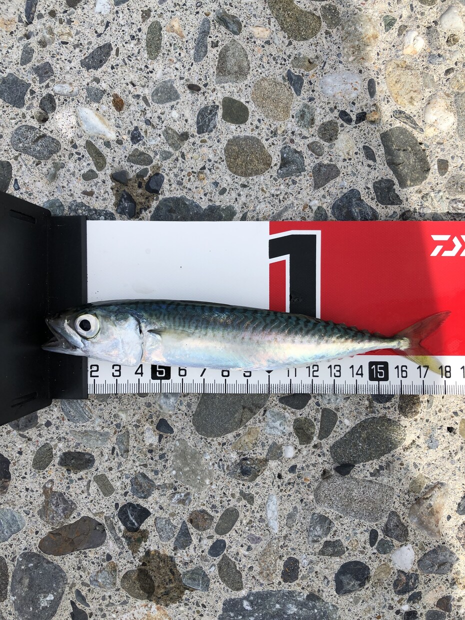 超【初心者限定】海釣りの始め方を教えます 海釣りを通して心も身体もリフレッシュしませんか？ イメージ1