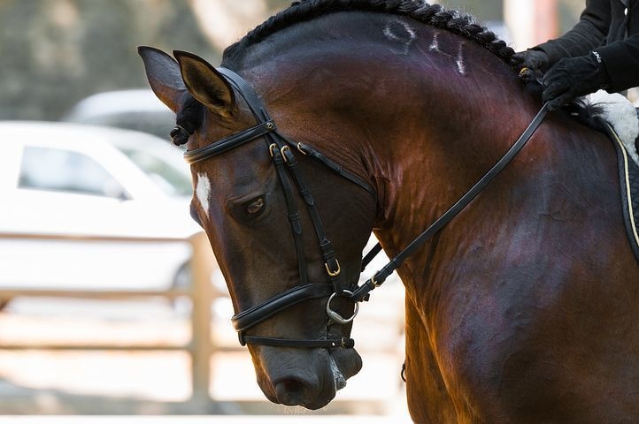 乗馬初心者から上級者までアドバイスいたします 上手く乗れない、コントロールできない、上手くなりたい方へ イメージ1