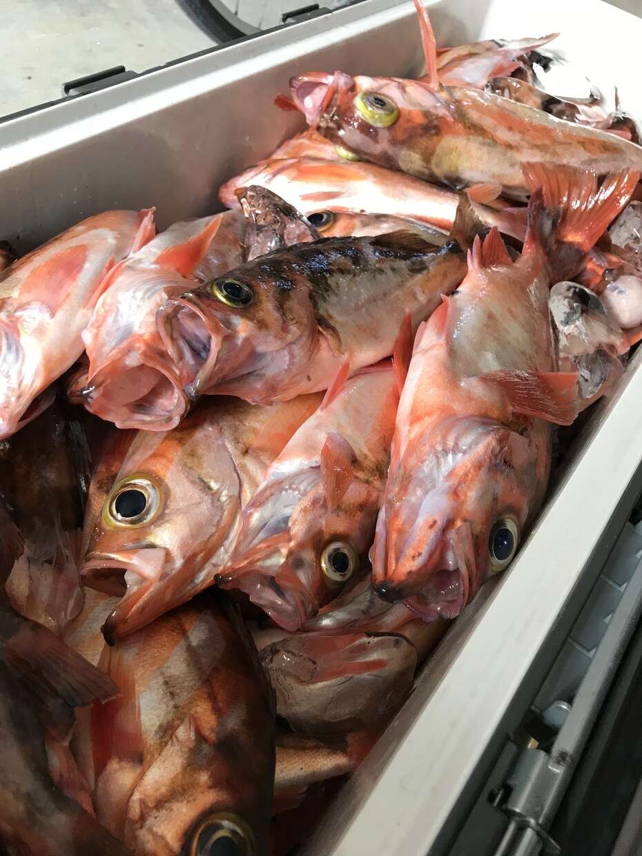 沖メバルの数の付け方を教えます 新潟などで沖メバルの沖釣りをする方にオススメです！！ イメージ1