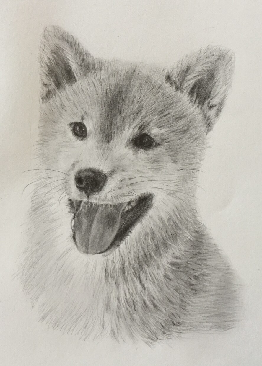 あなたの大切なペットを鉛筆画にします イラストが好きなあなたへ　イラストが必要なあなたへ イメージ2