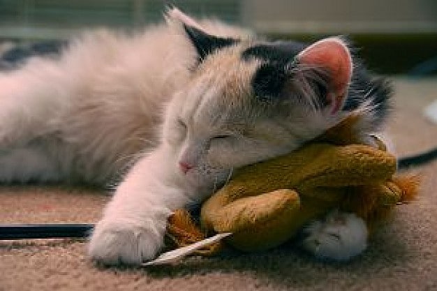 夢を解読★ドリームカウンセリングします 昨夜見た気になる夢から無意識のメッセージを受け取ります イメージ2