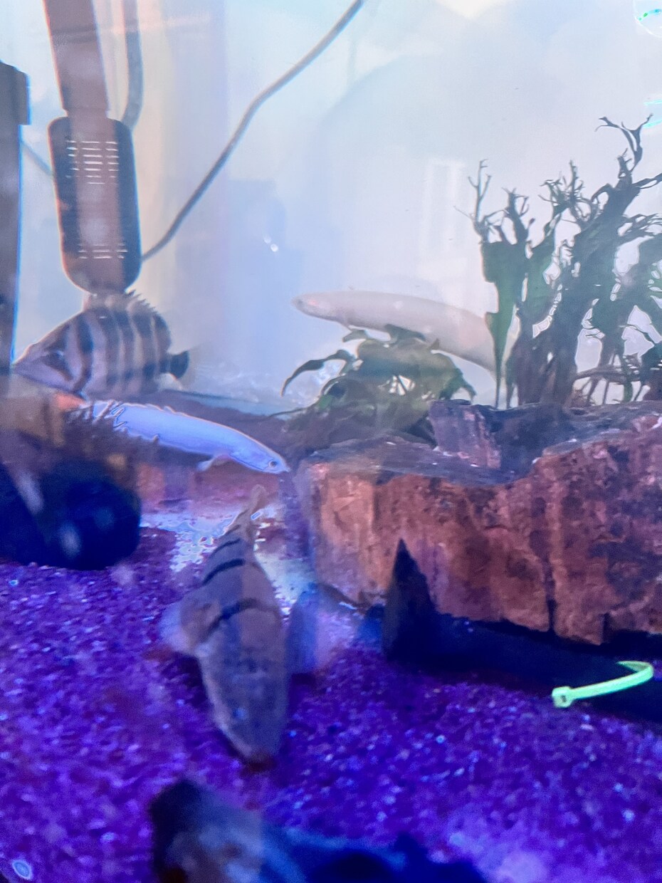 生き物の飼い方教えます 昆虫、両生類、魚類、こちらに関して知識がありますのでご相談を イメージ5