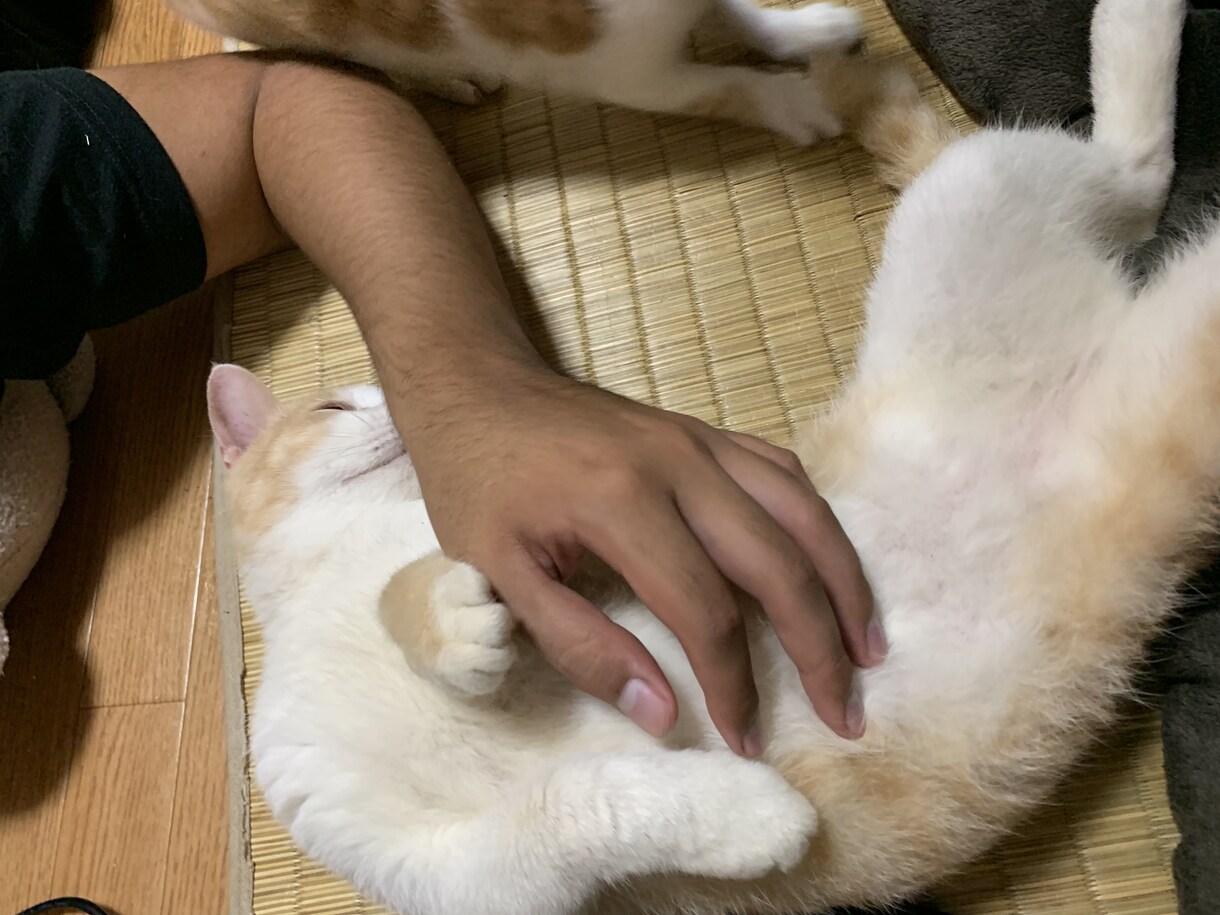 猫の懐かせ方教えます 今までの保護猫数13匹ですので猫の性格は大体分かってきました イメージ1