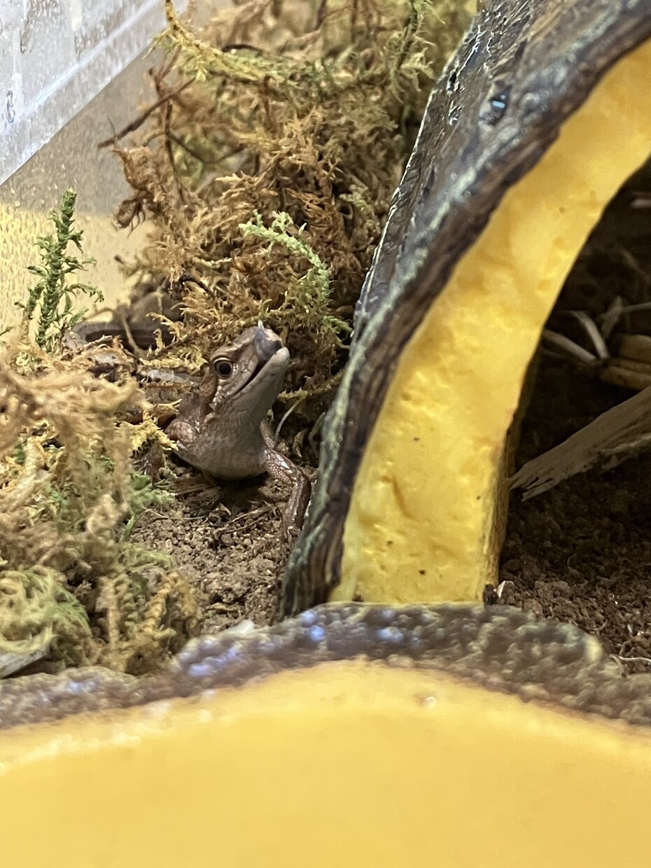 愛玩動物飼養管理士資格保持者が相談乗ります 飼いたいけど飼い方がわからないなどの相談に乗ります イメージ8