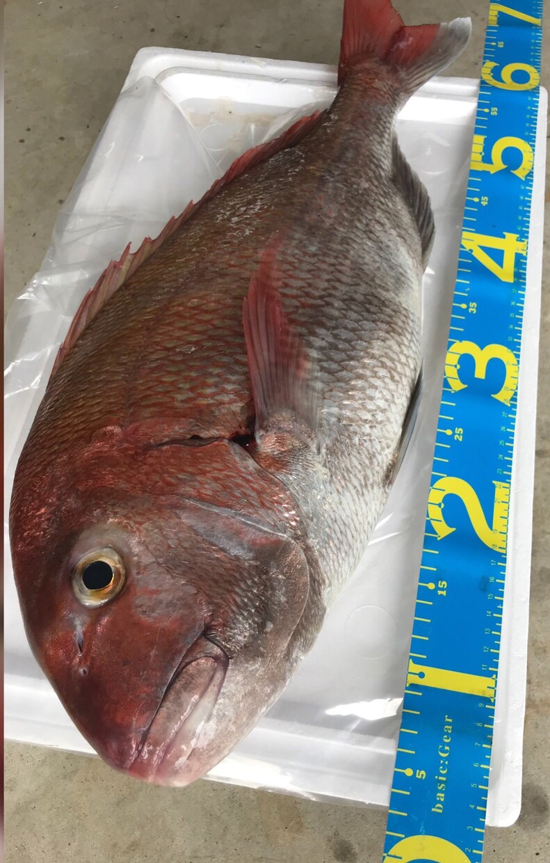 新潟の釣れる釣り船紹介します 船釣りをしたいと思っている方、ベテランの方向けです！ イメージ1