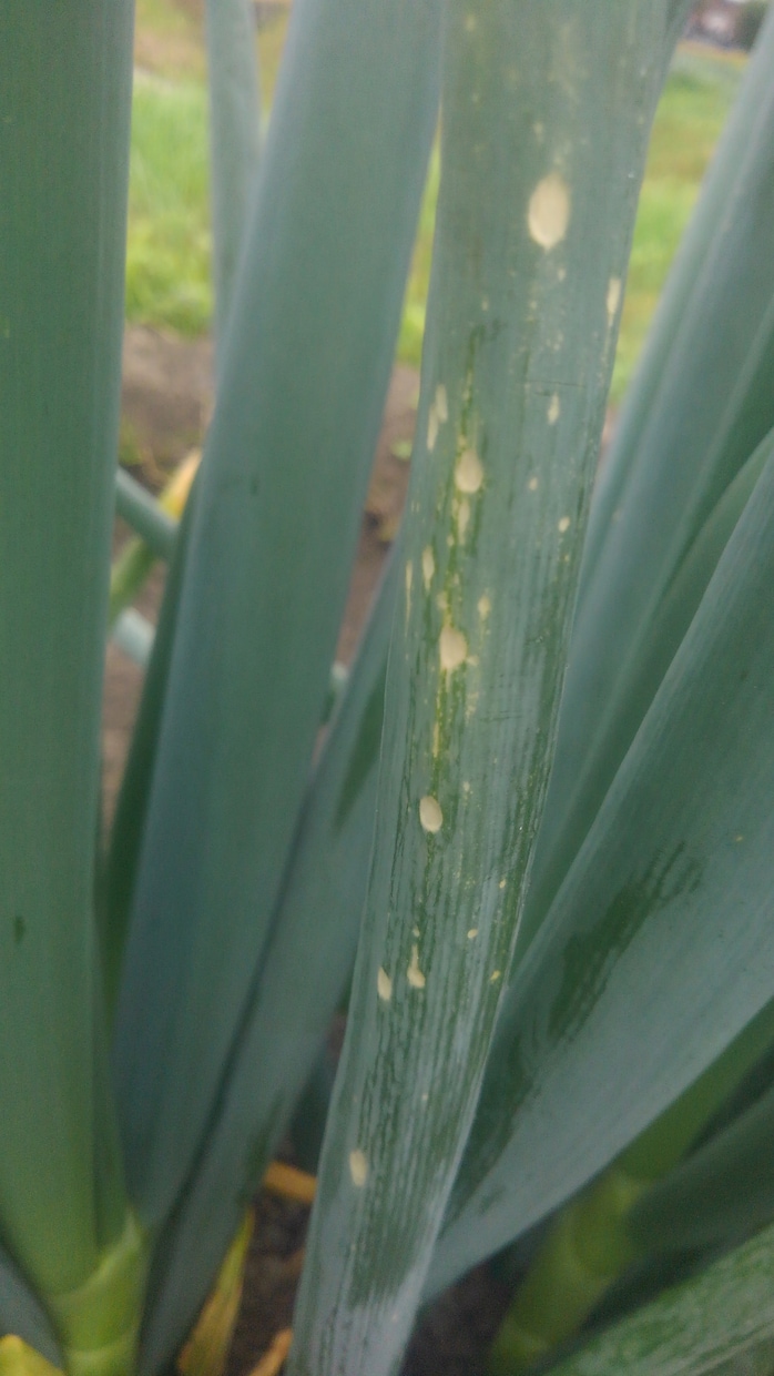 野菜の病気診断します 家庭菜園の野菜の病気診断をします イメージ1