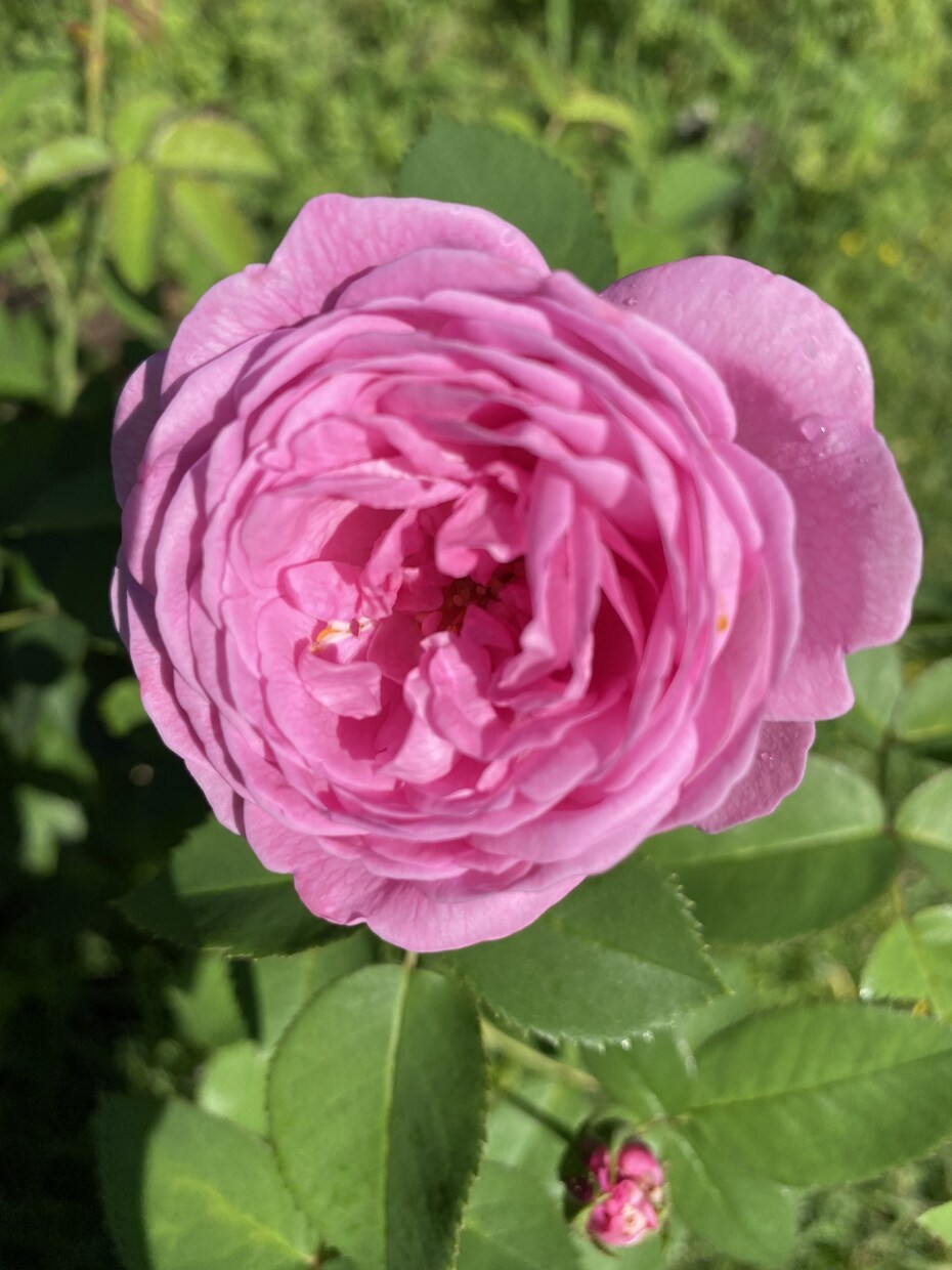 Twitterで紹介した写真を収録して販売します 「Rose Garden」薔薇の花100選 イメージ4