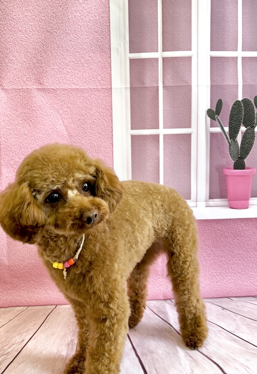 出張トリミング塾〜ご自宅へお伺いいたします トリミング技術を学びながら、愛犬がふわふわモコモコに！ イメージ5