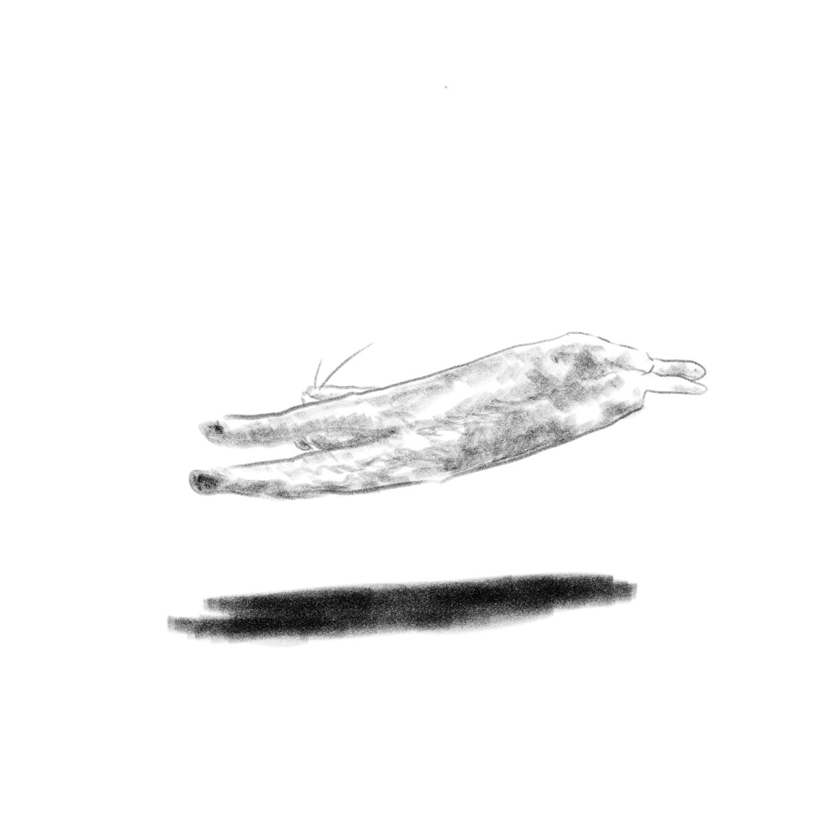 愛しいペットを柔らかな鉛筆画にかえて肖像画にします 写真にはない温もりを。大切なペットとの思い出を鉛筆画で形に。 イメージ5