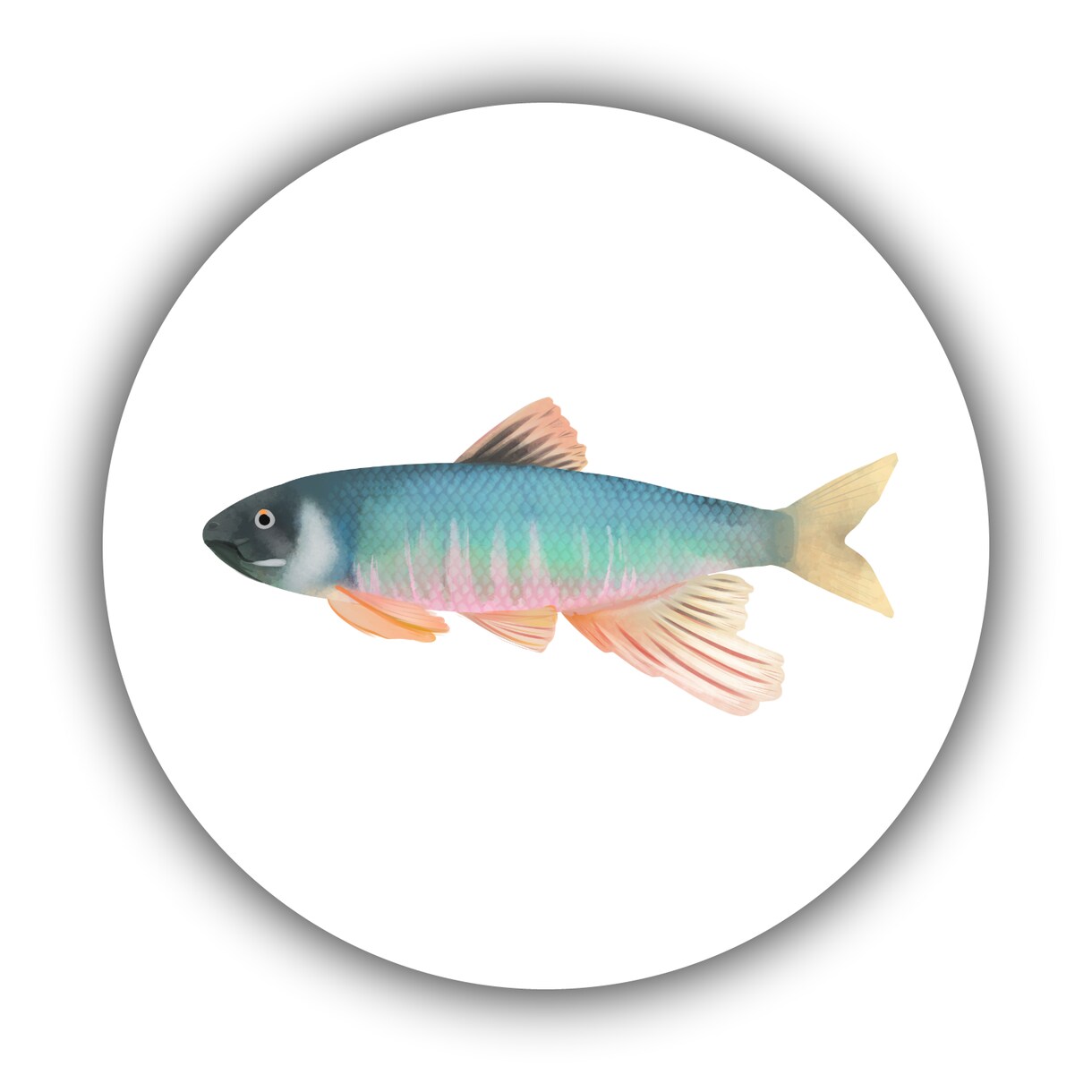 実在「魚」専門★透明感ある実写風アイコン描きます 生き物好きさん、釣り好きさん必見！唯一無二のお魚アイコン イメージ2