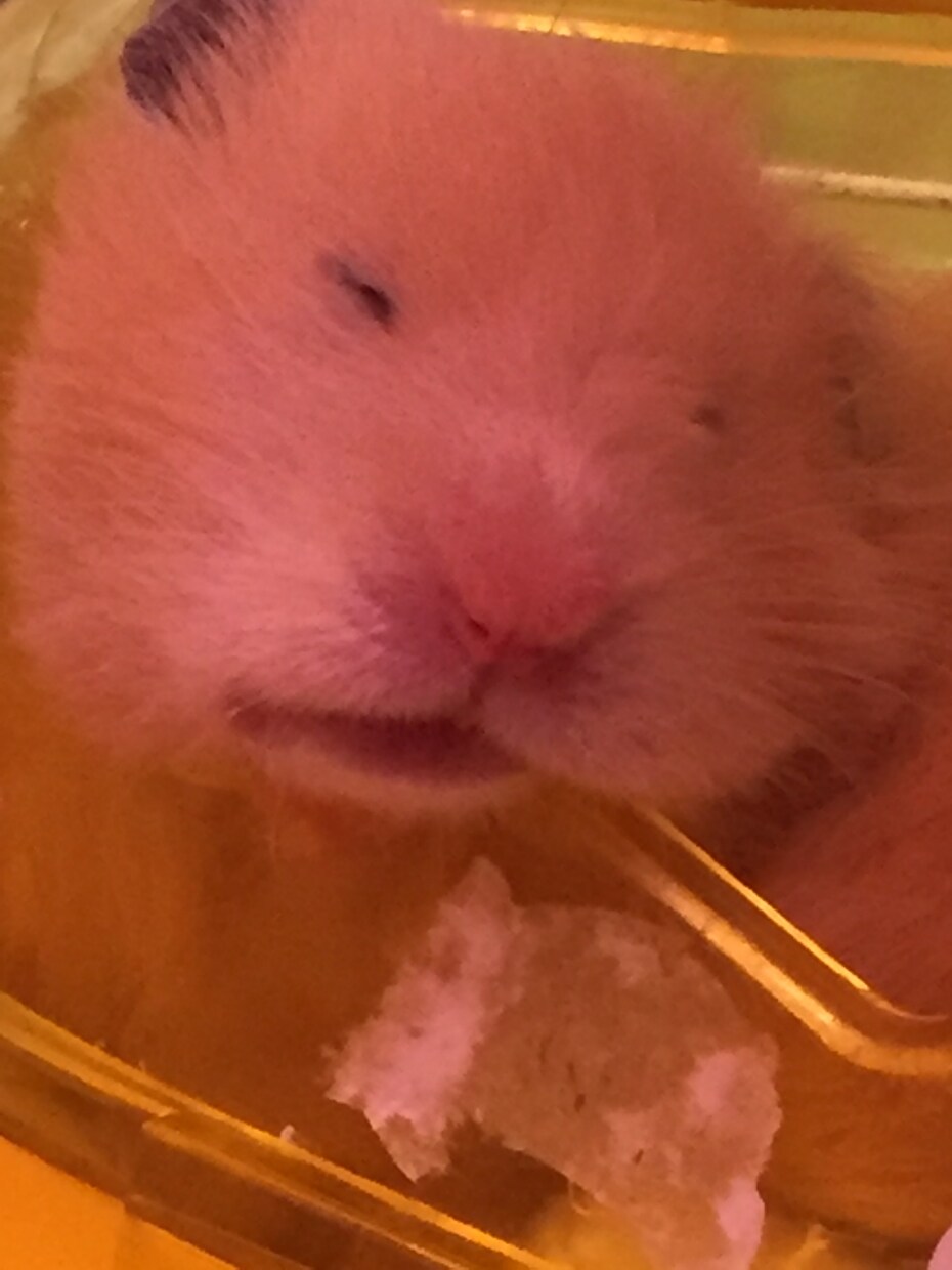 ハムスターの飼い方教えます これからハムスターを飼おうと思っている方にオススメです！ イメージ3