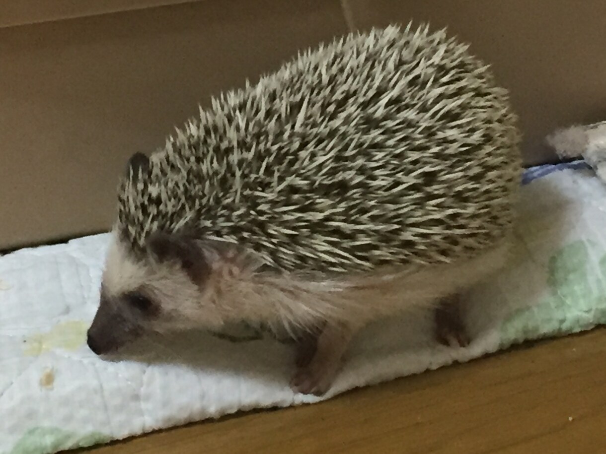    【夢占い】あなたの夢を占います！ イメージ1
