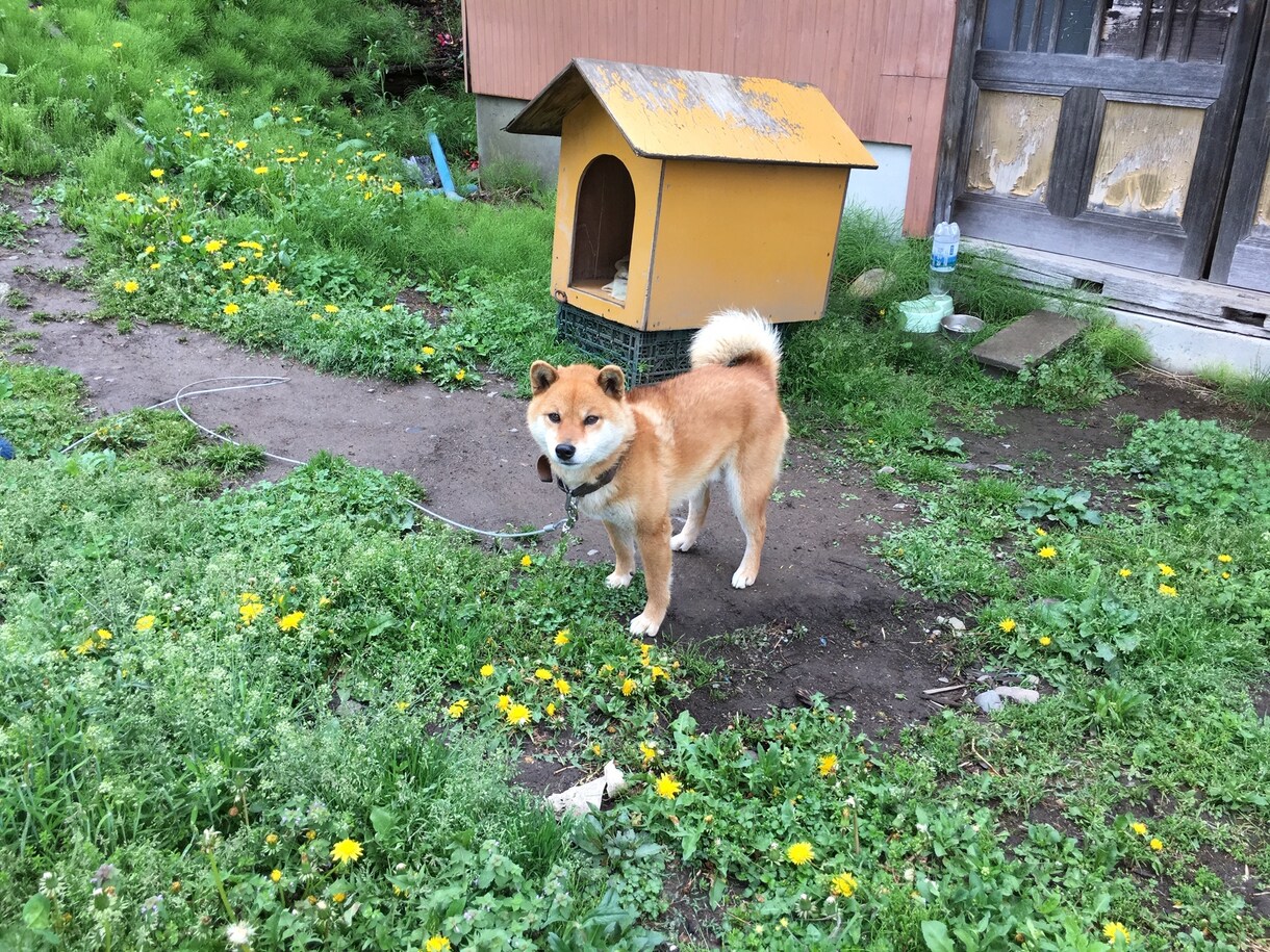 田舎暮らしを検討中の方のお悩みお聞きします 信州の里山で古民家改修、狩猟、平飼い養鶏、有機農業の経験あり イメージ8