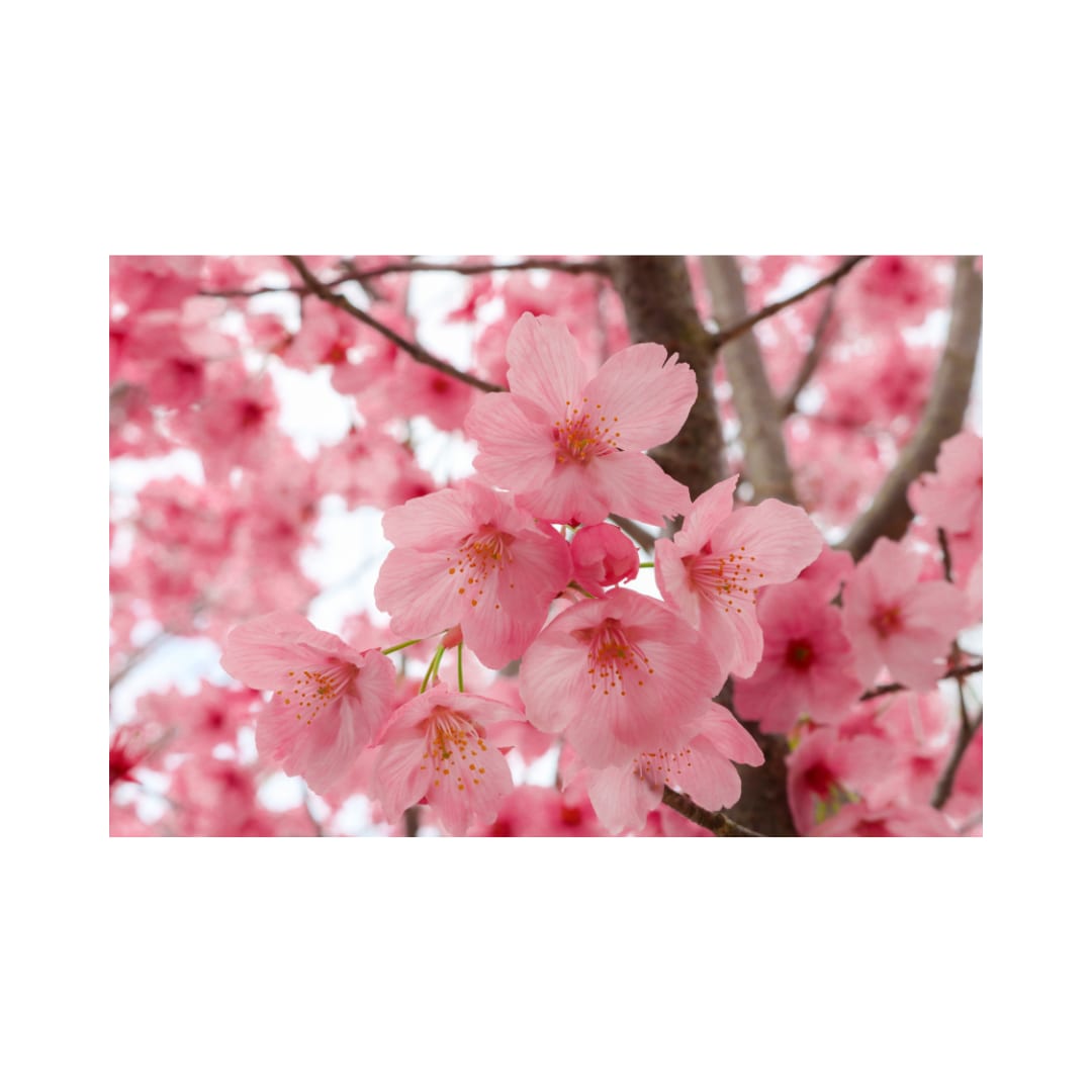 今すぐ話したい❣️1分でも❣️優しくお聴きします どんなお話も大歓迎♪ 心がふっと軽くなる癒しの時間 イメージ10