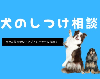 犬のしつけ相談に乗ります 毎日のできた！が増える現役トレーナーが教えるしつけのコツ♪ イメージ1