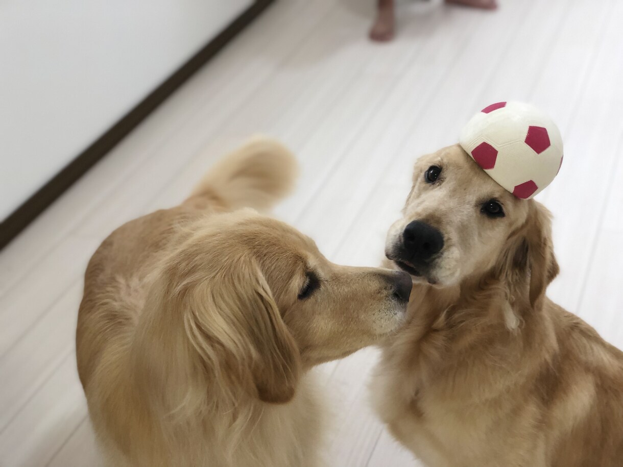 ドッグトレーナーが愛犬との向き合い方を教えます ワンちゃんについての悩みを解決しよう！ イメージ6