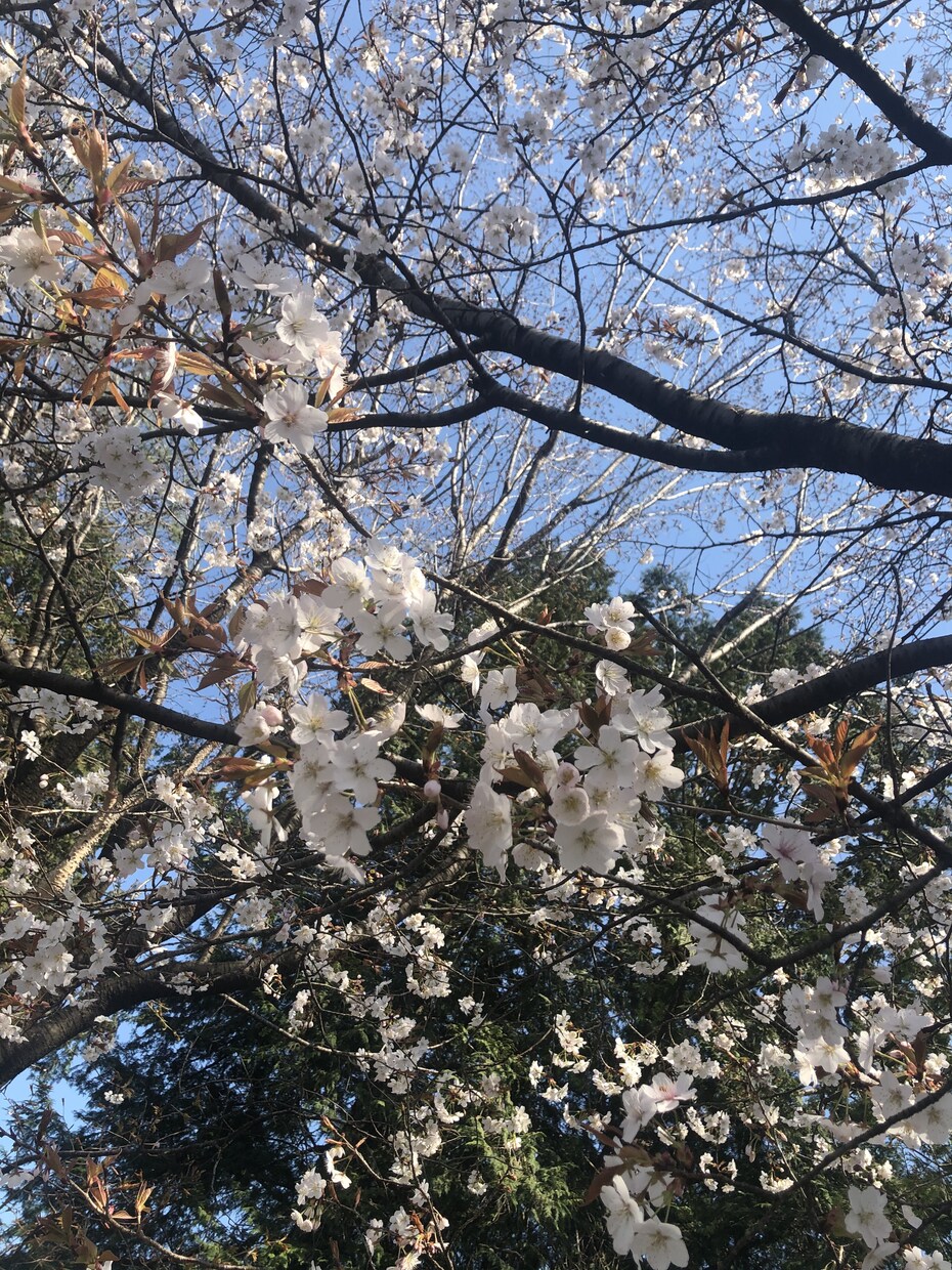 眠れない、あなたのお話し聞きます 眠れない、話を聞いて欲しい、元気が欲しい、そんなあなたへ♪ イメージ3