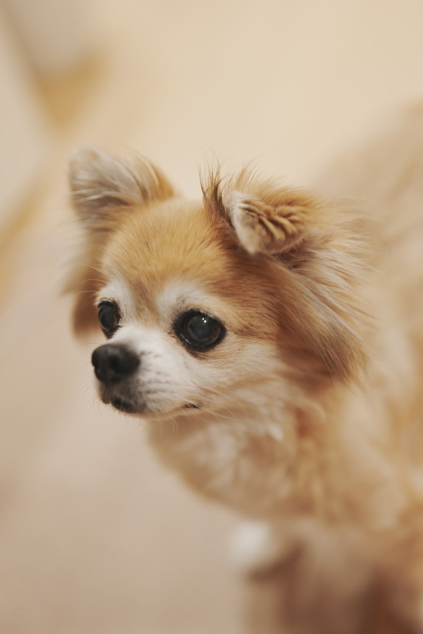 最高画質×女性同行。元チワワ飼い主が可愛く写します 女性同行可で安心。6100万画素の描写で一生モノの写真を。 イメージ2