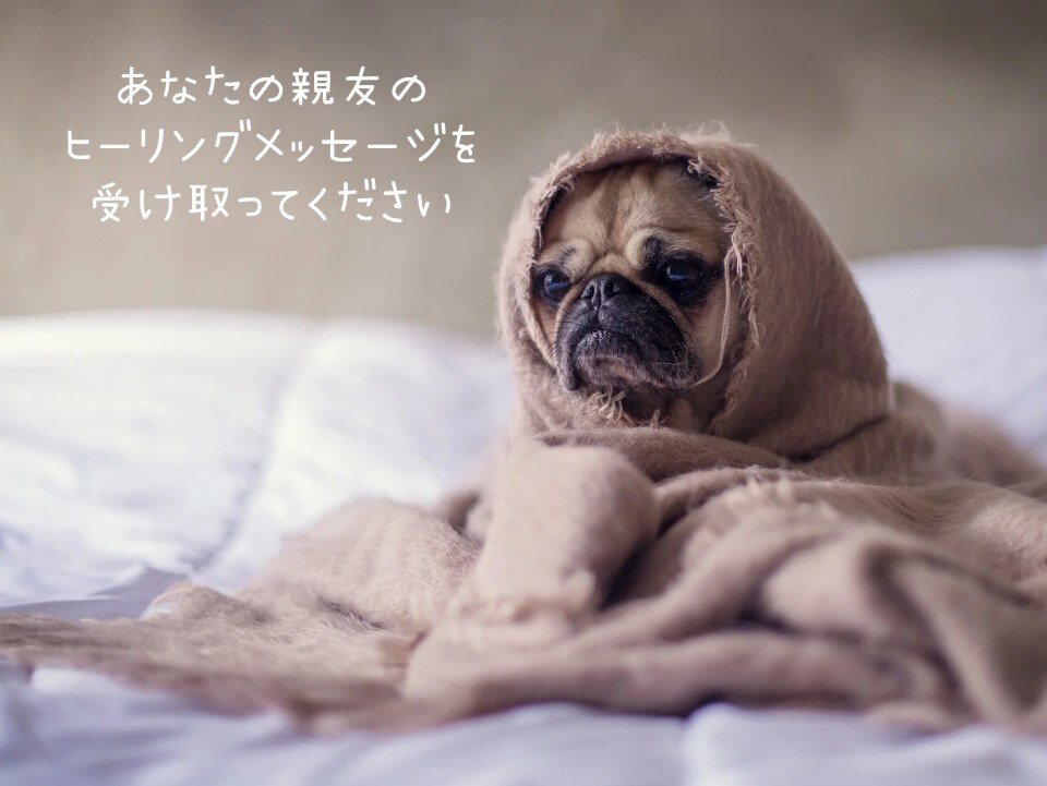 ペットのヒーリングメッセージを受取ります 〜ペットの機嫌が悪い・何かおかしい？の原因を知りたい時に〜 イメージ1