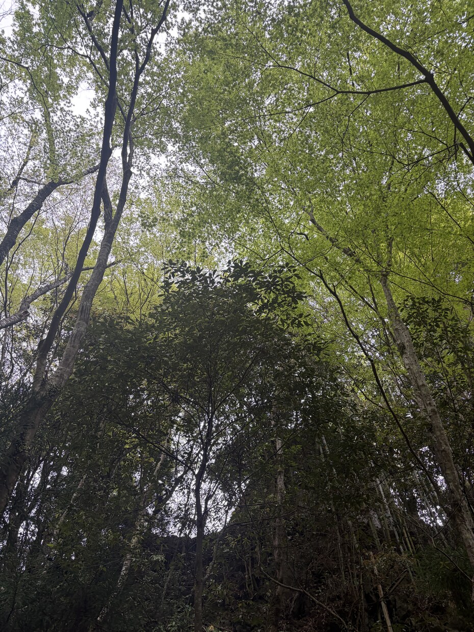 あなたの「才能と使命」を読み解く深層霊視します 人生の迷いを終わらせ、豊かに。 イメージ7