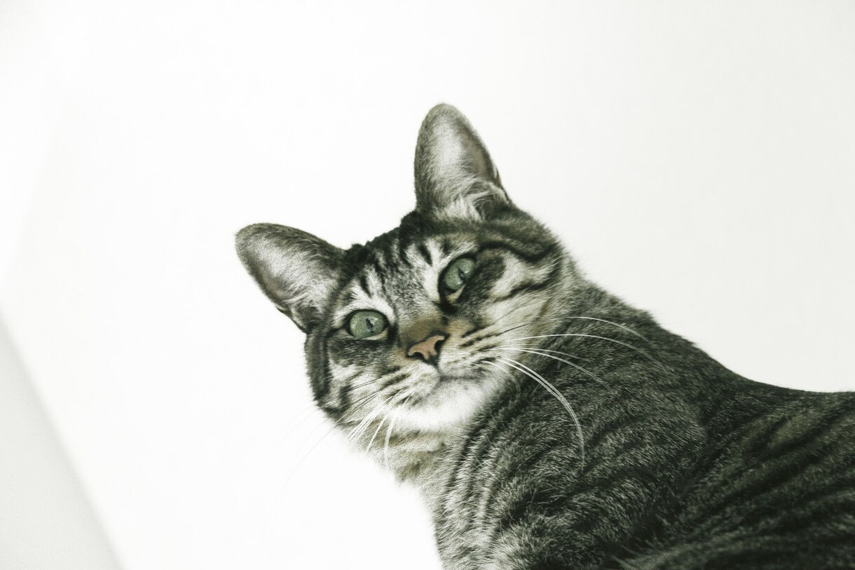 猿でも20万儲けれる方法提供します 1名様限定です。そこからは有料で提供していきます。 イメージ1