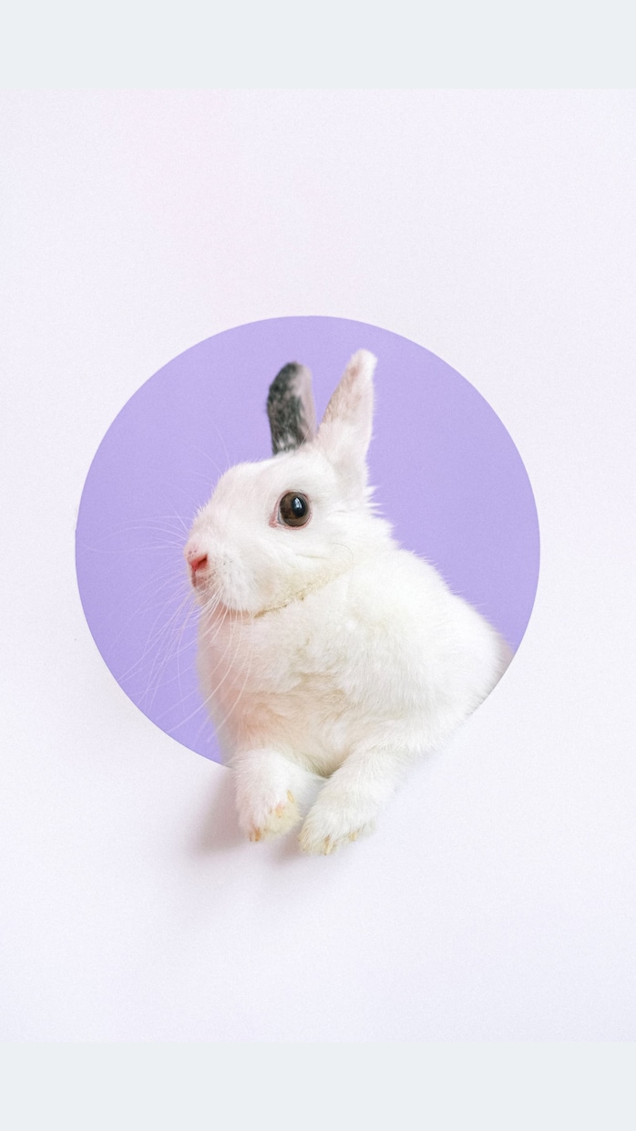 動物の気持ち伝えます うちの子の本音、聞いてみませんか？ペットの気持ち、通訳します イメージ1
