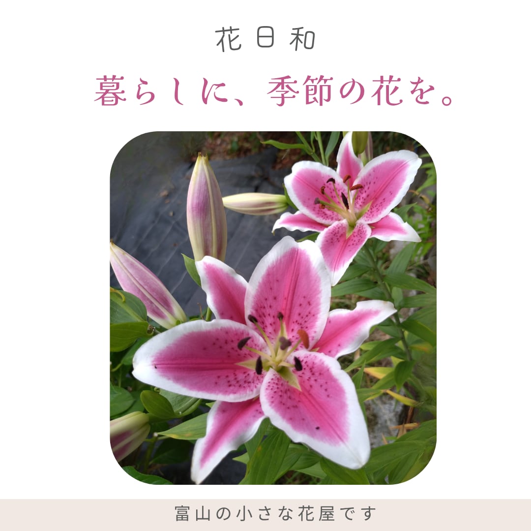 小さなお店向けSNS投稿画像を３枚作ります 店舗紹介・商品紹介・お知らせを見やすくデザイン イメージ2
