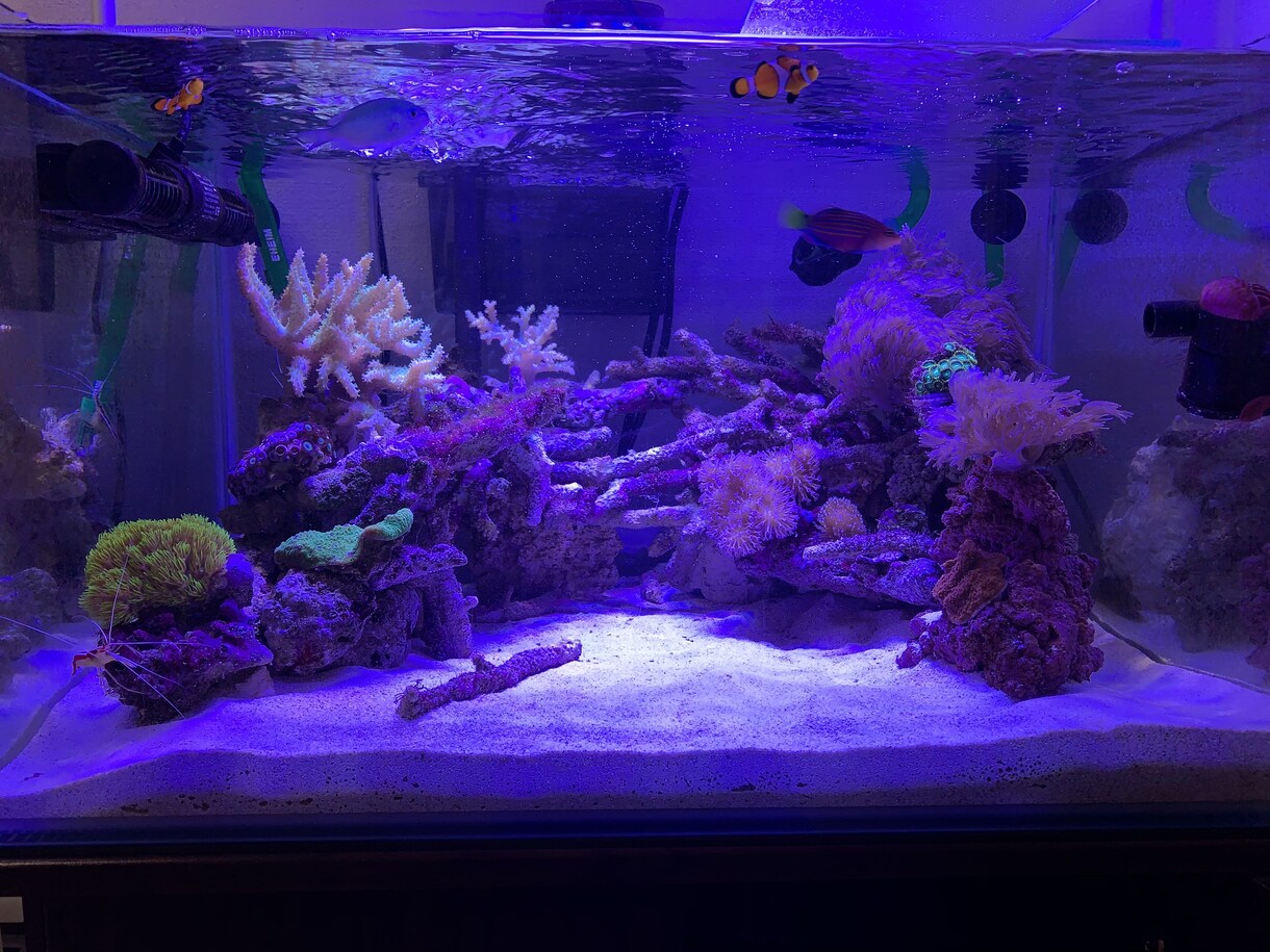 熱帯魚や海水魚 水草水槽の作成維持等教えます 美しい水草水槽や飼育全般に関して イメージ5
