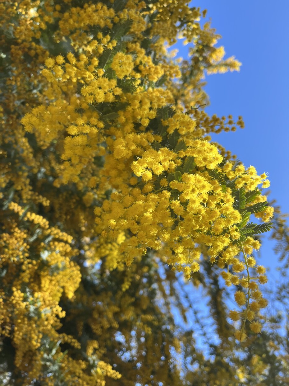 春の写真素材提供します 主に春を感じられる花々の写真を提供します イメージ6
