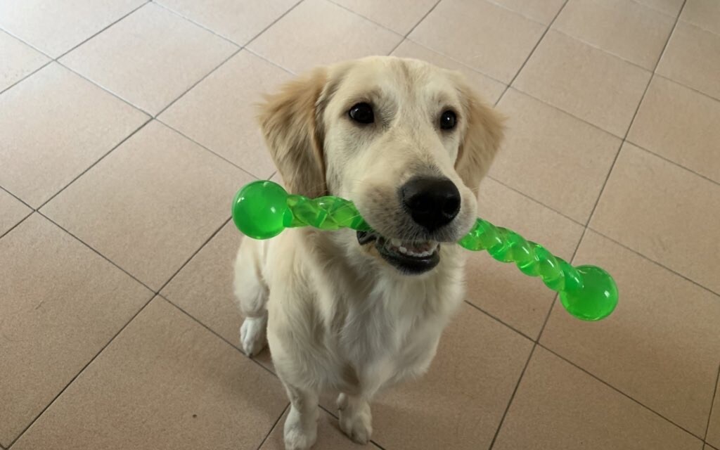 犬のしつけ方法教えます 私自身苦労し、得た知識を共有します！ イメージ3