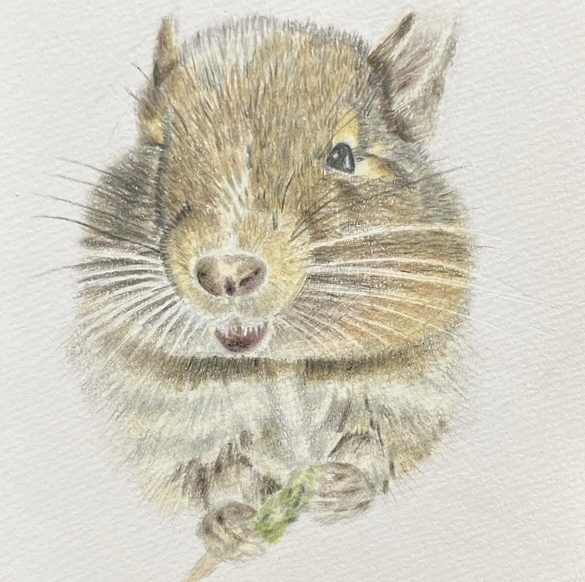 ペットの似顔絵を描きます 色鉛筆のアナログイラストで心温まる一枚をお届けします！！ イメージ1
