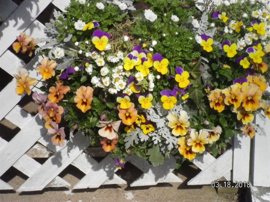 作れない方貴方の代わりに寄せ植えを作ります お庭や玄関を寄せ植えで華やかにしませんか。 イメージ7