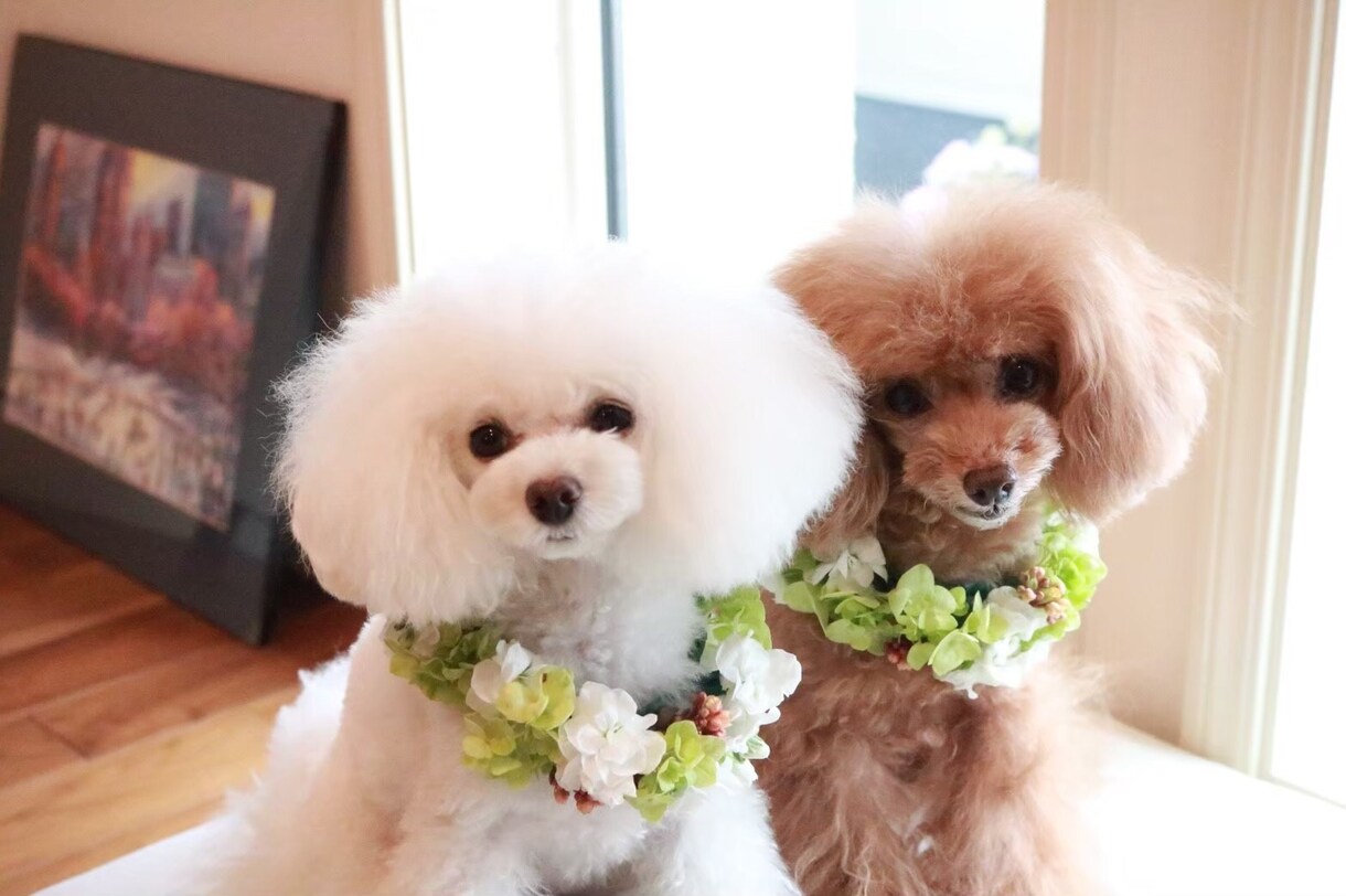 ワンちゃん&ネコちゃんの生花の首飾りを作ります 大切な家族の一員！記念にお写真を！ イメージ2
