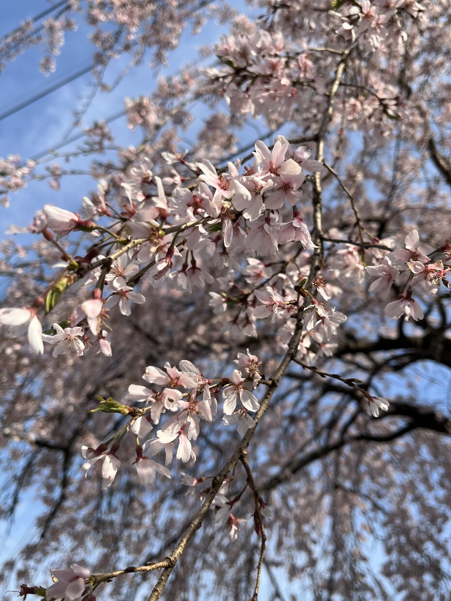 春の写真素材提供します 主に春を感じられる花々の写真を提供します イメージ5