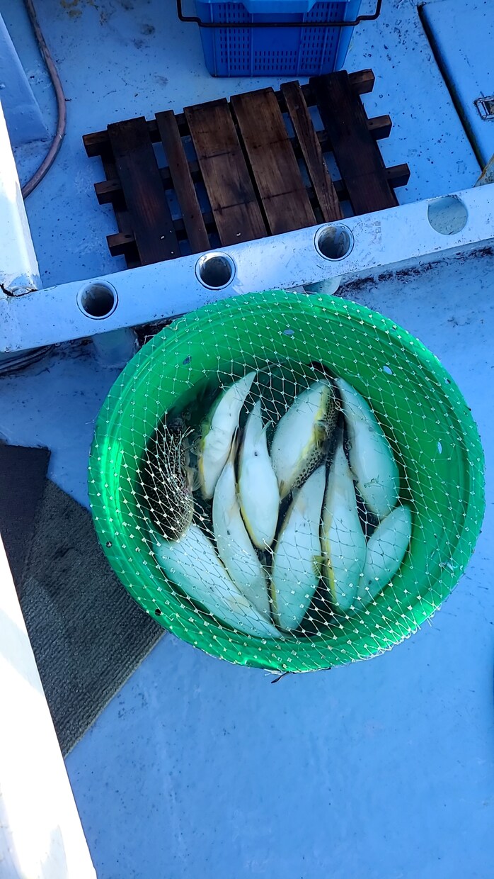 フグ釣りカットウ釣りの上手くなるポイントを教えます 難しく考えず楽しく釣りが出来れば！ イメージ1
