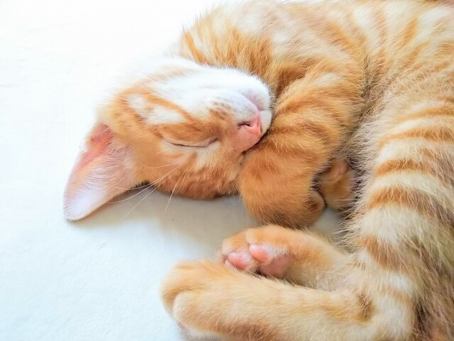 朝までグッスリ！眠る　やさしいヨガレッスンをします 「最高の睡眠」で人生を最高に！ イメージ2