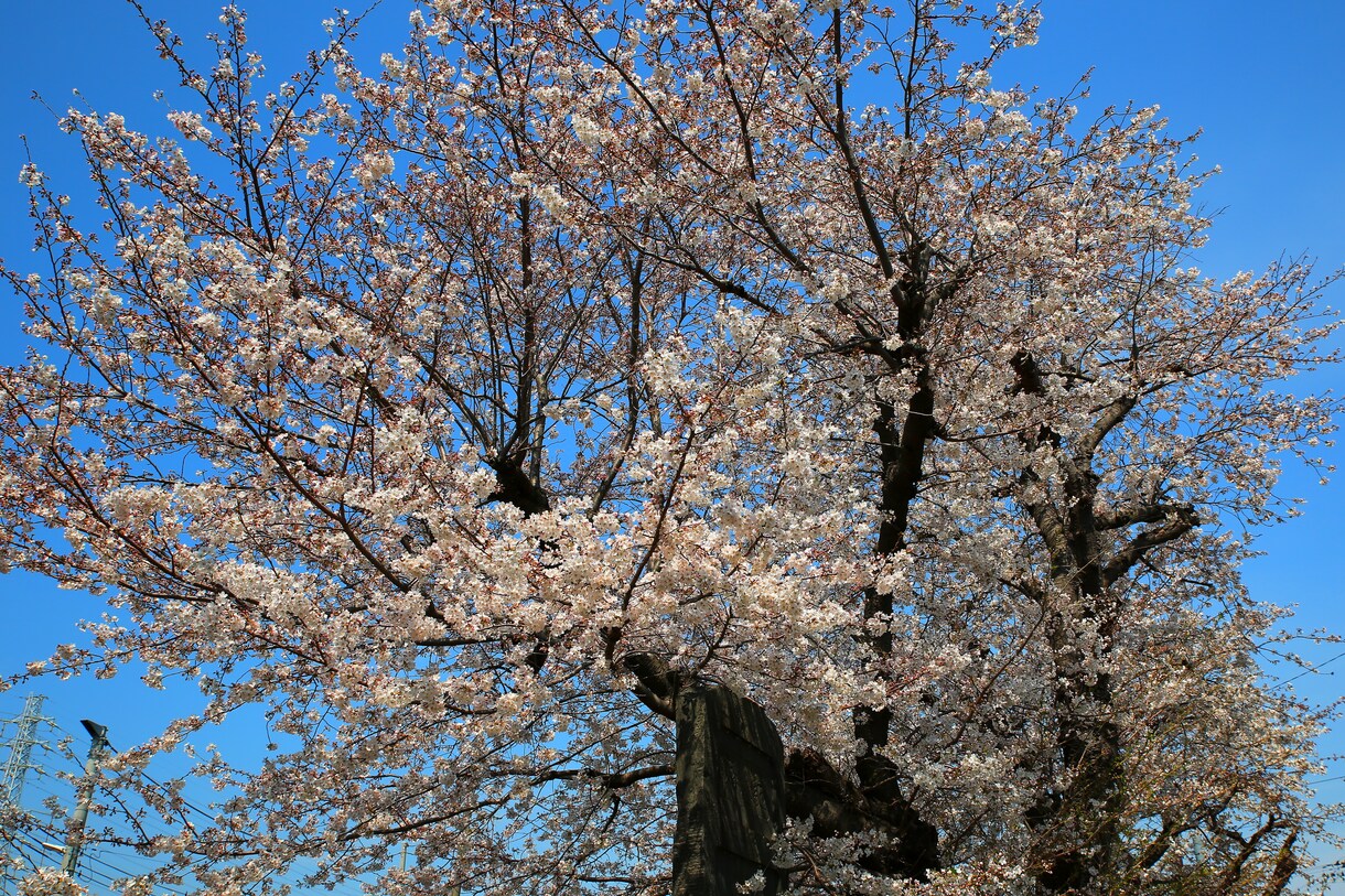 四季の写真をE-mailでお届けします お忙しい人、slow lifeを楽しみたい人にどうぞ イメージ9