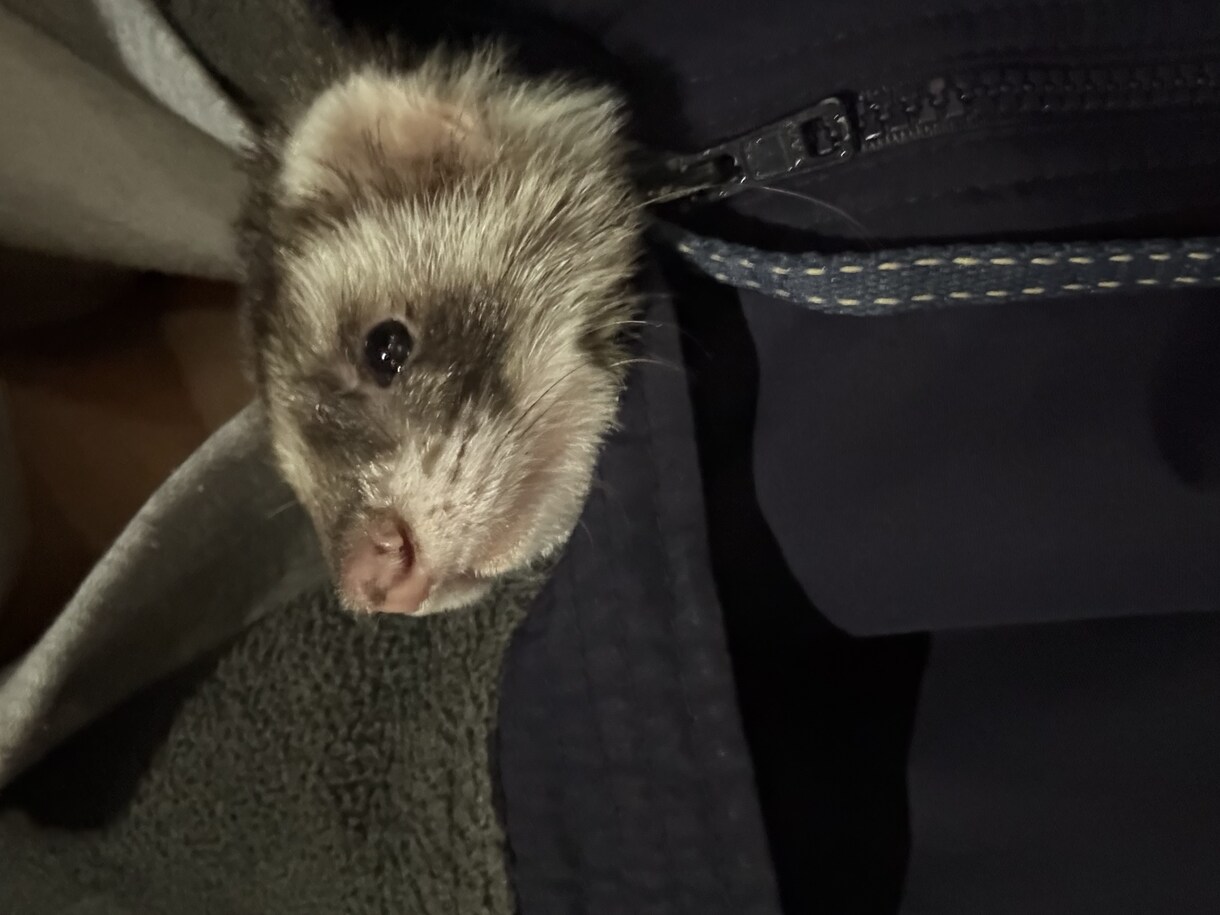短時間で愚痴、ペット相談等なんでも聞きます 23歳現動物病院勤務。話を聞くのが好きです聞かせてください イメージ1