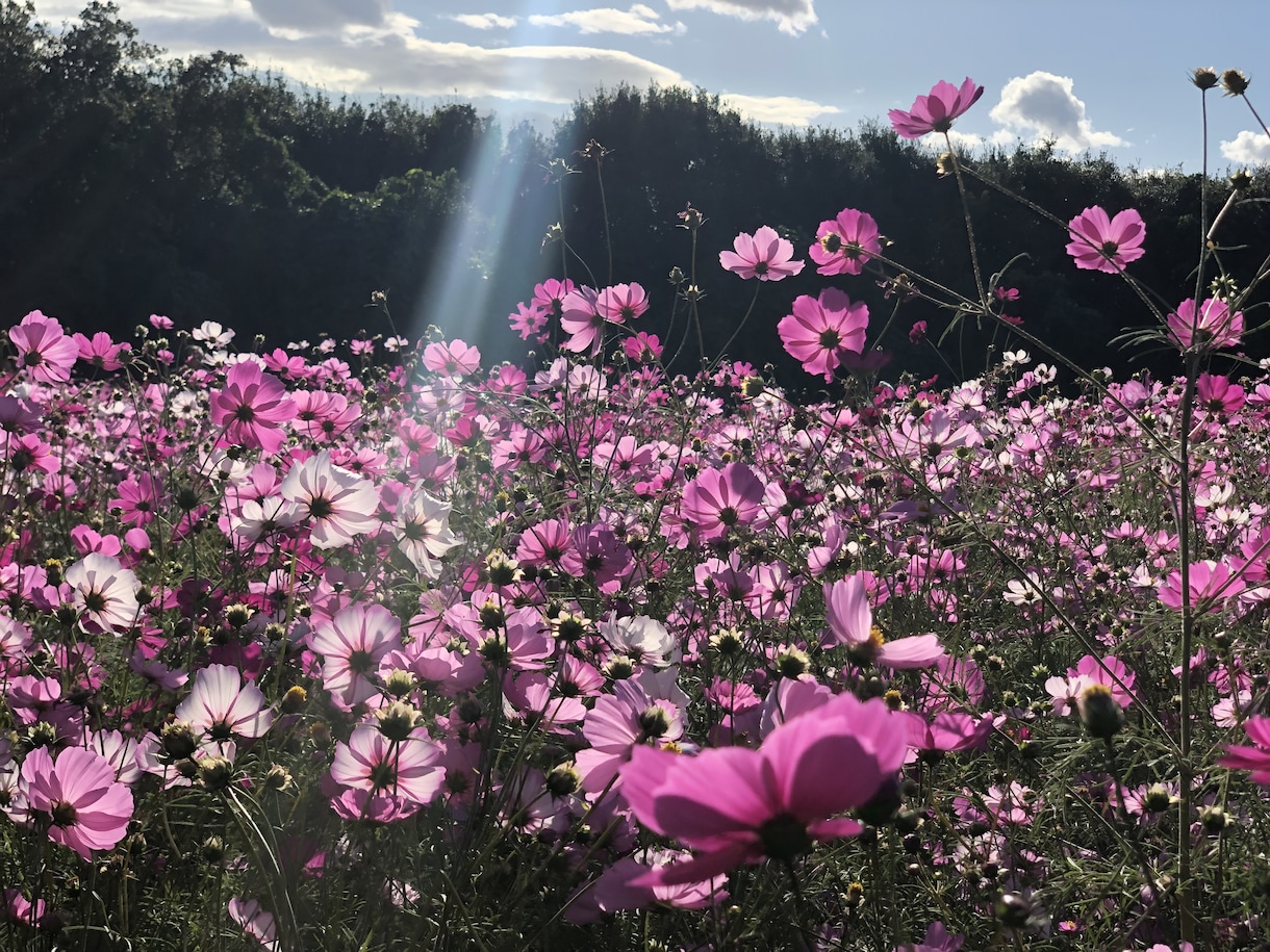 写真素材提供します 写真素材提供します。他にも多数場所あります。 イメージ4