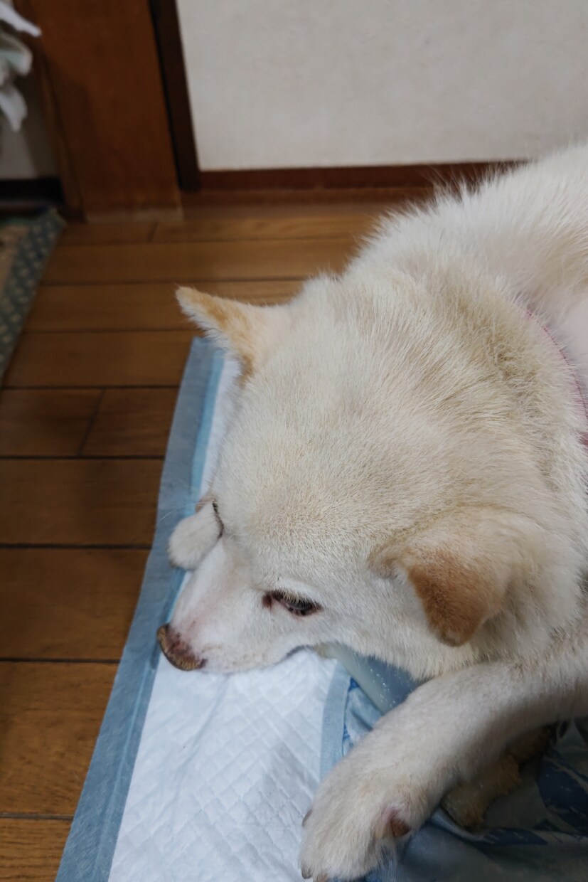 うつの経験をいかし、話し相手、相談にのります コロナ禍疲れてる人、大丈夫だと見て見ぬふりはしていませんか？ イメージ2