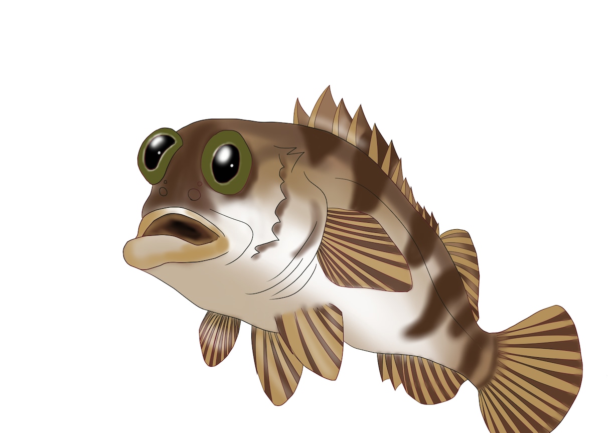 元水族館飼育員が水生生物のイラスト描きます イラスト、解説版、SNSのアイコン等に イメージ4