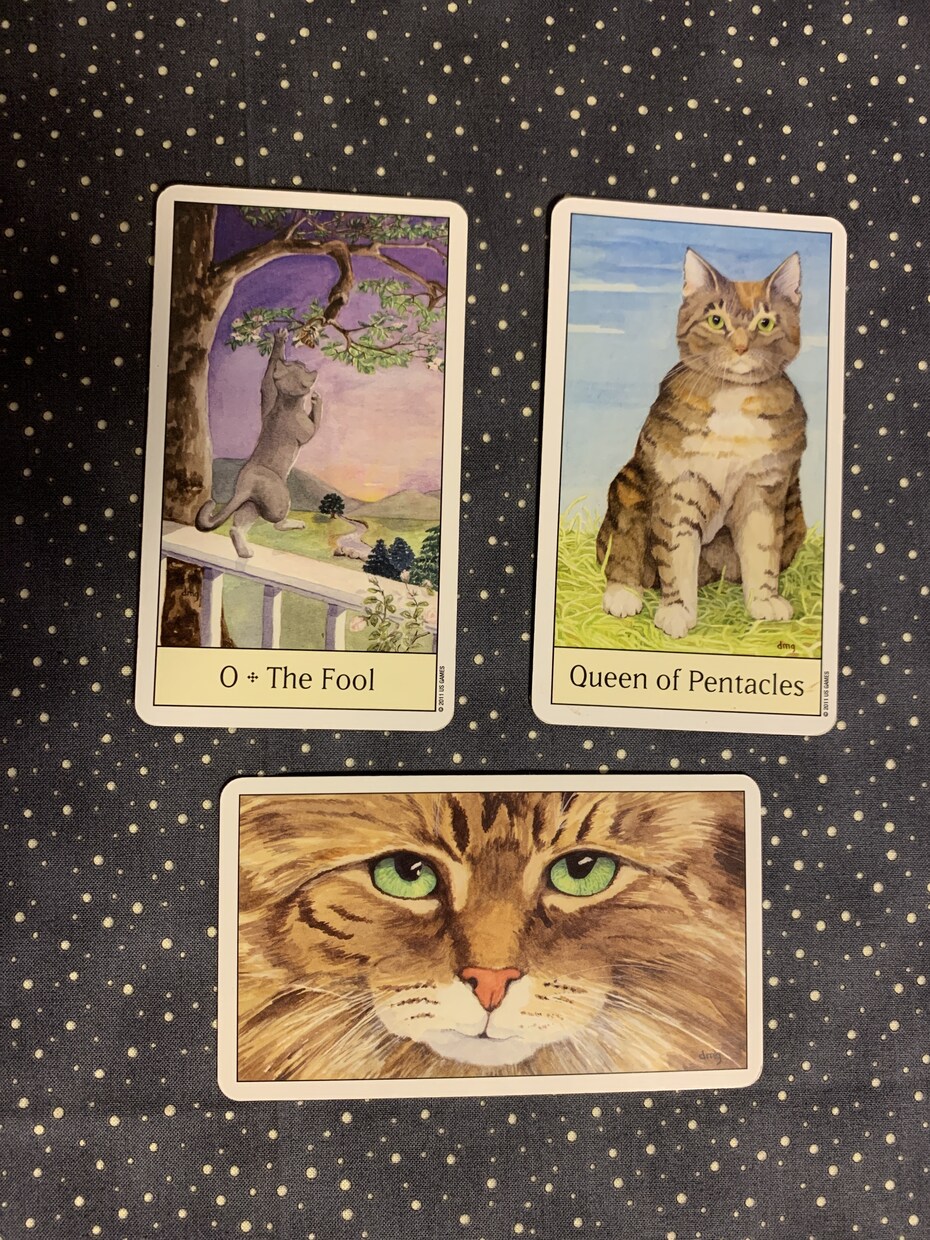 うちのねこから今あなたに必要なメッセージを届けます 宇宙からねこカードを通して降りてくるメッセージ イメージ1
