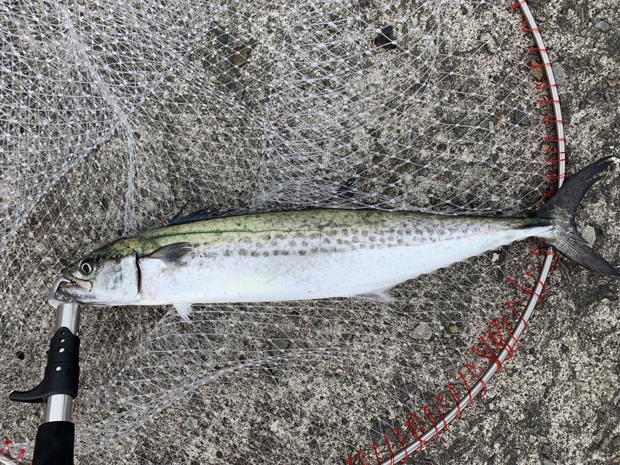 釣り歴7年が海の釣テク教えます 海釣り初心者の方にボウズにならない必釣法を教えます！ イメージ1