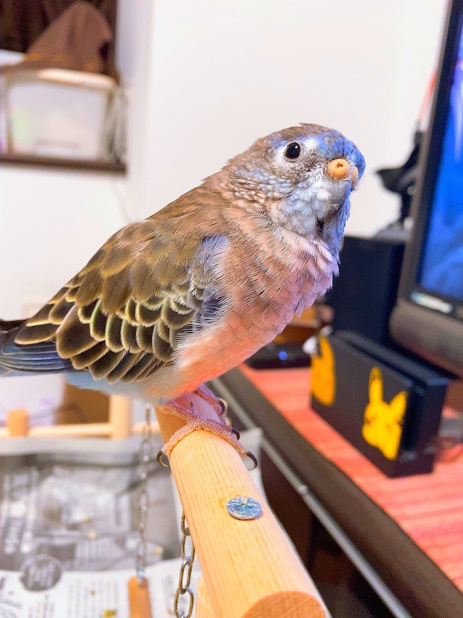 アキクサインコのブリーダーを紹介します インコ飼育経験がある方推奨!! イメージ5