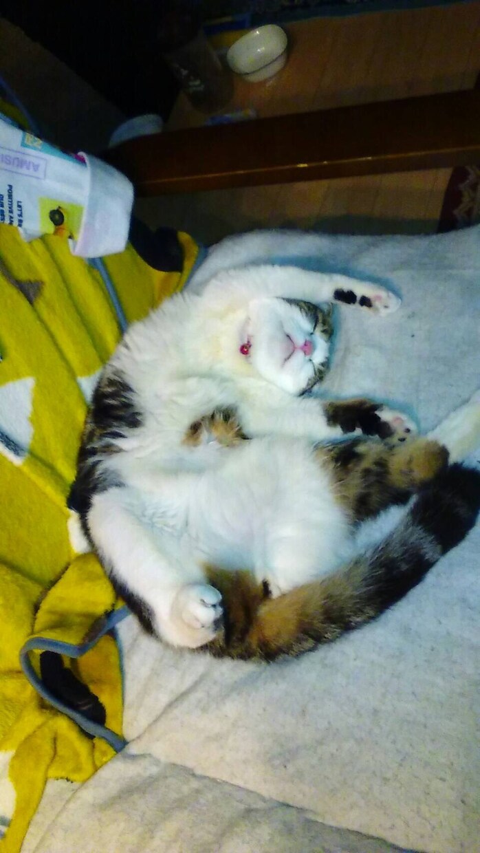 猫ちゃんの写真・動画売ります 白いチンチラの猫とブチのスコティッシュ猫 イメージ8