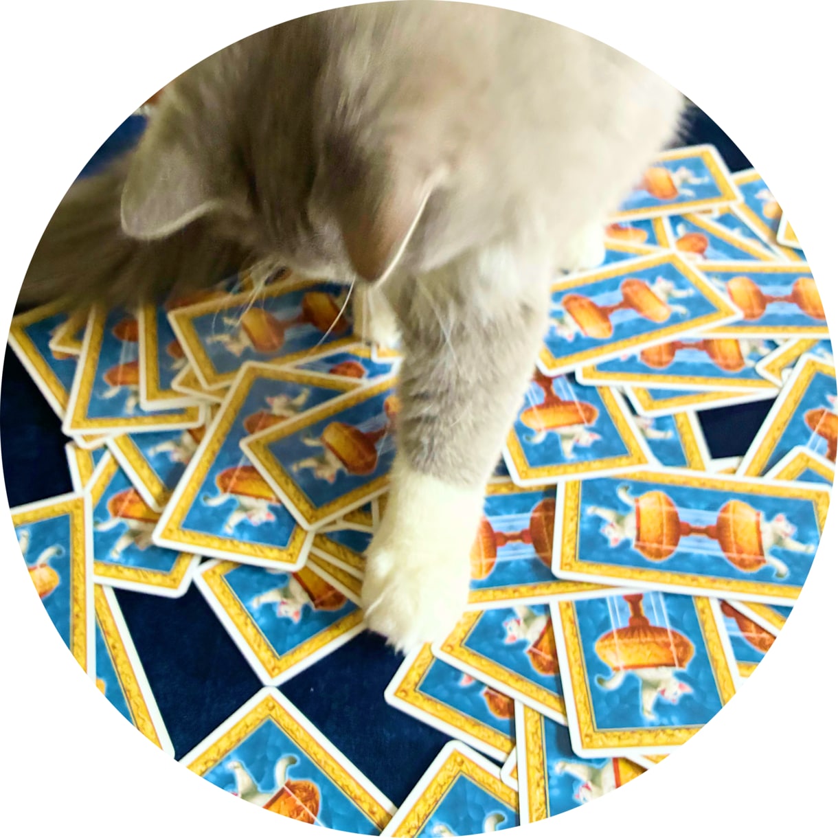 神秘的な猫達が、あなたにぴったりの1枚を選びます 猫の神秘的な直感が恋する心にやさしく光を灯します✴︎ イメージ4
