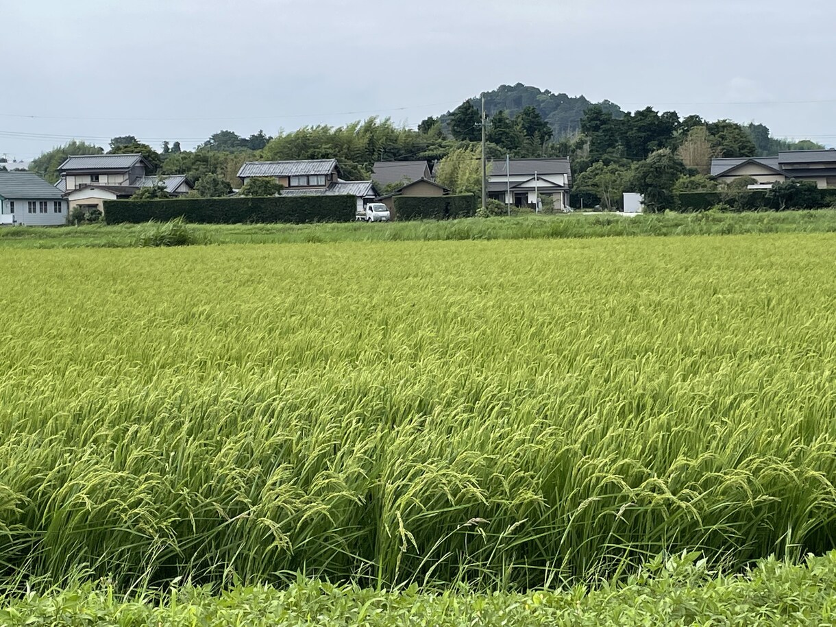 現役農薬メーカーが農作物のお困り事解決します 農薬販売経験者による雑草、病気診断！解決策まで！ イメージ1